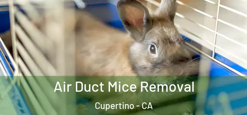  Air Duct Mice Removal Cupertino - CA
