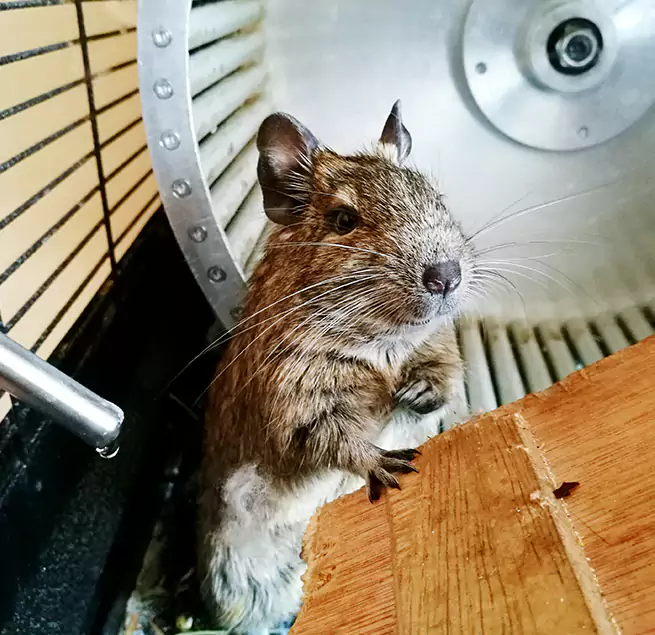 Why Homeowners & Businesses Trust Us Cupertino, CA